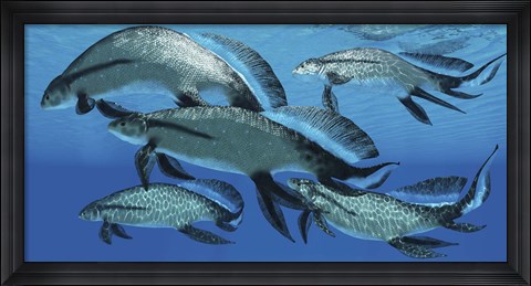 Framed group of Scaumenacia lobe-finned fish from the Devonian period Print