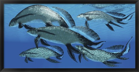Framed group of Scaumenacia lobe-finned fish from the Devonian period Print