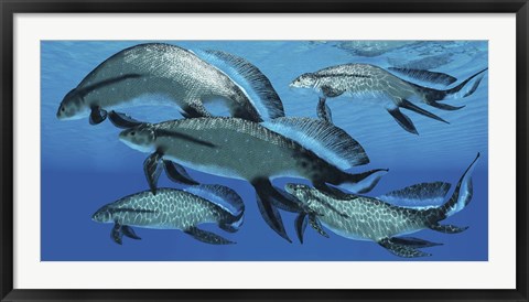 Framed group of Scaumenacia lobe-finned fish from the Devonian period Print