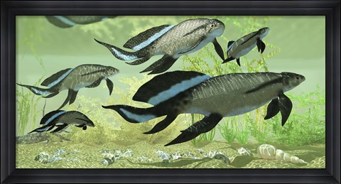 Framed Scaumenacia lobe-finned fish from the Devonian period Print
