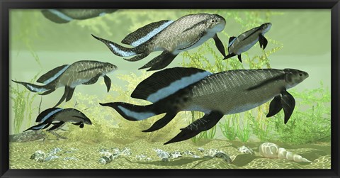 Framed Scaumenacia lobe-finned fish from the Devonian period Print