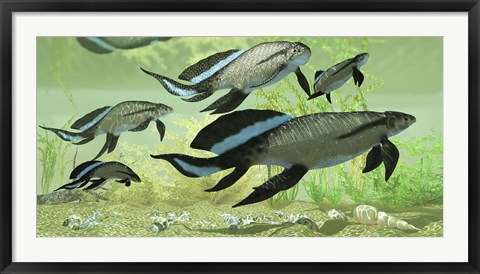 Framed Scaumenacia lobe-finned fish from the Devonian period Print