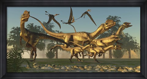 Framed pack of Dilophosaurus dinosaurs hunting for prey Print