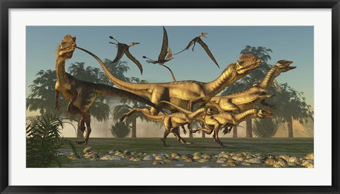 Framed pack of Dilophosaurus dinosaurs hunting for prey Print