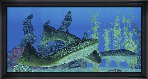 Framed Drepanaspis gemuendenensis, an extinct primitive jawless fish from the Devonian Period Print