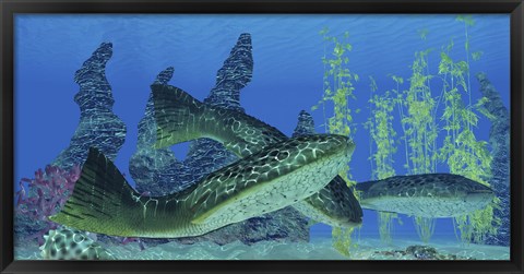 Framed Drepanaspis gemuendenensis, an extinct primitive jawless fish from the Devonian Period Print