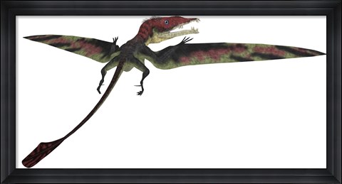 Framed Eudimorphodon was a pterosaur that lived during the Triassic Period Print