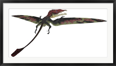 Framed Eudimorphodon was a pterosaur that lived during the Triassic Period Print