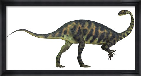 Framed Massospondylus dinosaur fromt he Jurassic Age of Africa Print