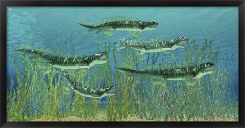 Framed Orthacanthus was a freshwater shark that thrived in the Devonian Period Print