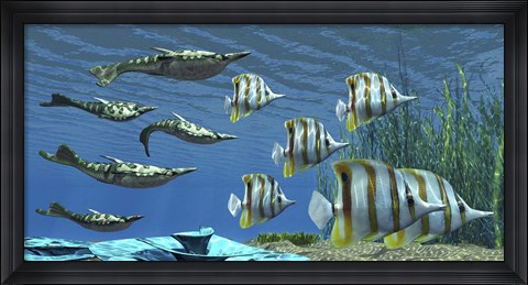 Framed Prehistoric Pteraspis jawless fish swimming with a group of Chelmon Butterflyfish Print