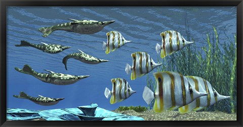 Framed Prehistoric Pteraspis jawless fish swimming with a group of Chelmon Butterflyfish Print