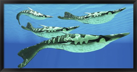 Framed Pteraspis is an extinct genus of jawless ocean fish that lived in the Devonian period Print