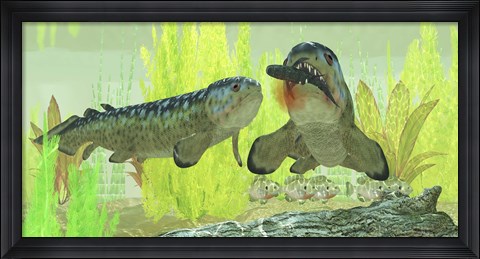 Framed Rhizodus hibberti, a group of Carboniferous lobe-finned fish Print