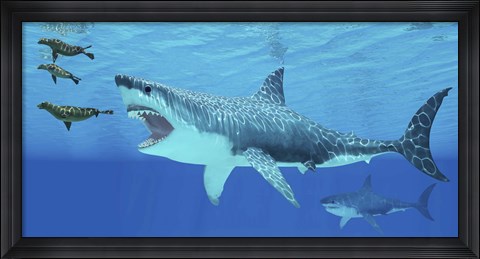 Framed Seals race to get away from a giant Megalodon shark Print