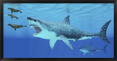 Framed Seals race to get away from a giant Megalodon shark Print