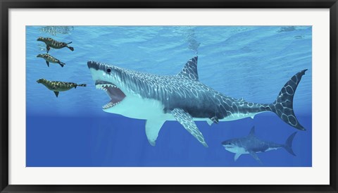 Framed Seals race to get away from a giant Megalodon shark Print