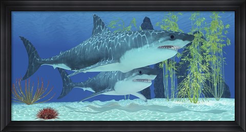 Framed Two Megalodon sharks from the Cenozoic Era Print
