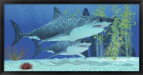 Framed Two Megalodon sharks from the Cenozoic Era Print