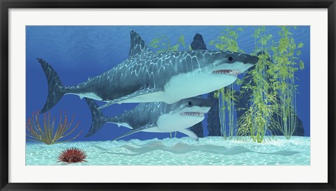 Framed Two Megalodon sharks from the Cenozoic Era Print