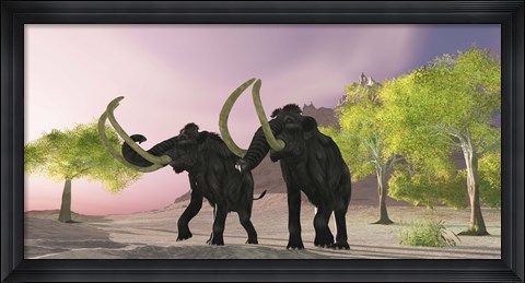 Framed Two Woolly Mammoths searching for better vegetation to eat Print