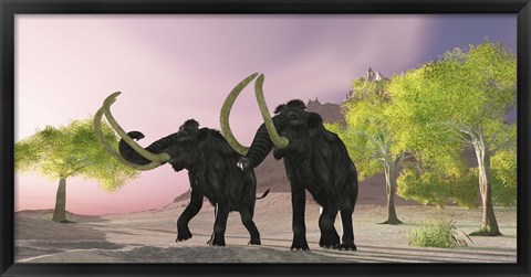 Framed Two Woolly Mammoths searching for better vegetation to eat Print