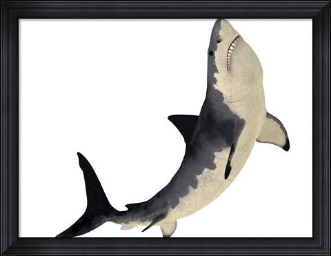 Framed Megalodon shark from the Cenozoic Era Print