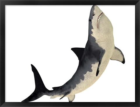 Framed Megalodon shark from the Cenozoic Era Print