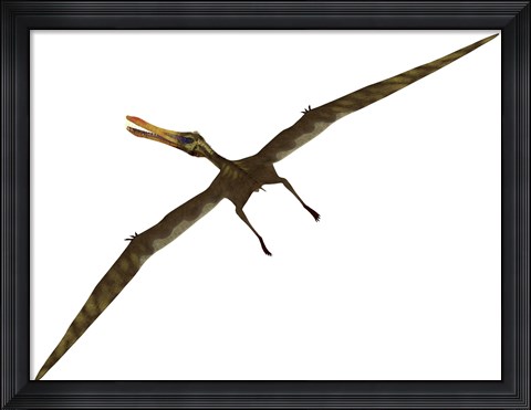 Framed Anhanguera was a fish-eating pterosaur from the Cretaceous era of Brazil Print
