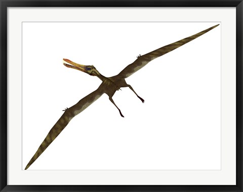 Framed Anhanguera was a fish-eating pterosaur from the Cretaceous era of Brazil Print