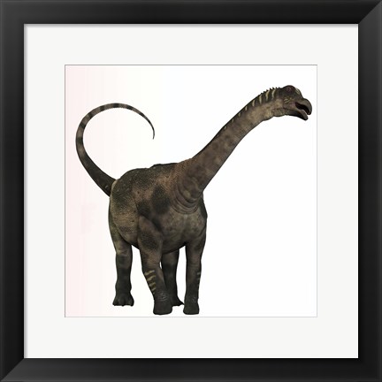 Framed Antarctosaurus dinosaur from the Cretaceous Period Print