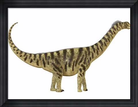 Framed Camarasaurus was a sauropod dinosaur that lived during the Jurassic Age Print