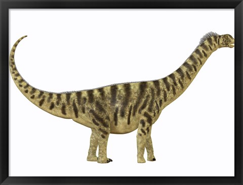 Framed Camarasaurus was a sauropod dinosaur that lived during the Jurassic Age Print