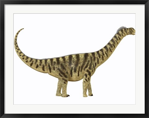 Framed Camarasaurus was a sauropod dinosaur that lived during the Jurassic Age Print