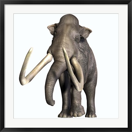 Framed Columbian Mammoth Print