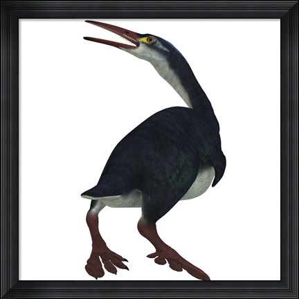Framed Hesperornis was a a flightless bird that lived during the Cretaceous Period Print