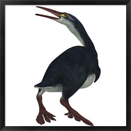 Framed Hesperornis was a a flightless bird that lived during the Cretaceous Period Print