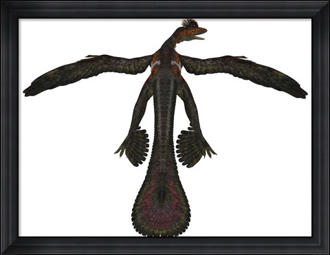 Framed Microraptor was a flying dinosaur that lived during the Cretaceous Period Print