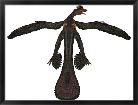 Framed Microraptor was a flying dinosaur that lived during the Cretaceous Period Print