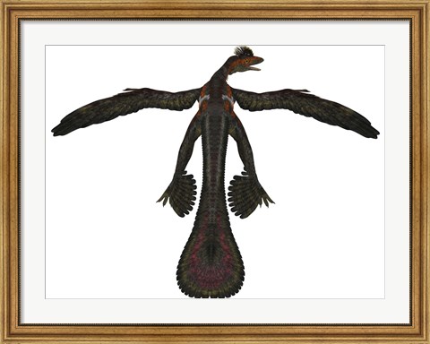 Framed Microraptor was a flying dinosaur that lived during the Cretaceous Period Print