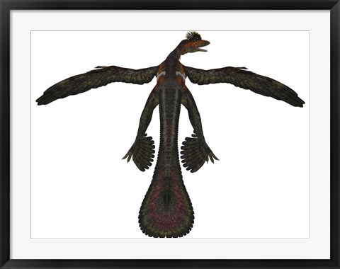 Framed Microraptor was a flying dinosaur that lived during the Cretaceous Period Print