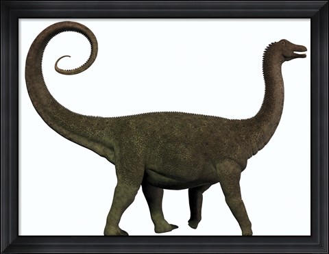 Framed Saltasaurus was a sauropod dinosaur of the Cretaceous Period of Argentina Print