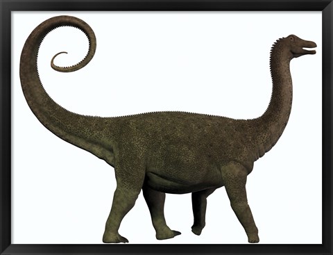 Framed Saltasaurus was a sauropod dinosaur of the Cretaceous Period of Argentina Print