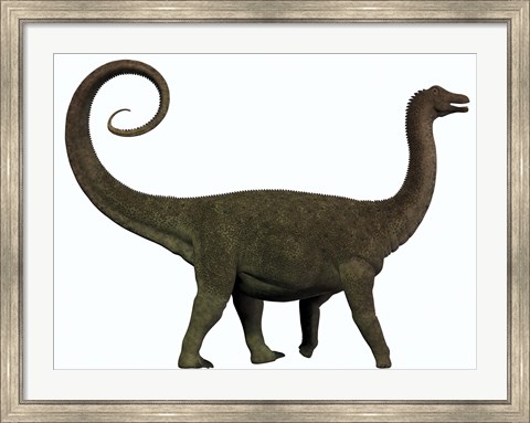 Framed Saltasaurus was a sauropod dinosaur of the Cretaceous Period of Argentina Print