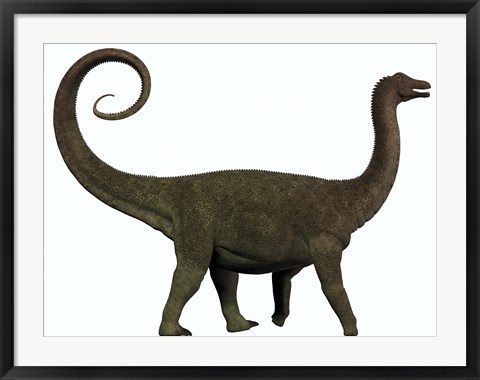 Framed Saltasaurus was a sauropod dinosaur of the Cretaceous Period of Argentina Print