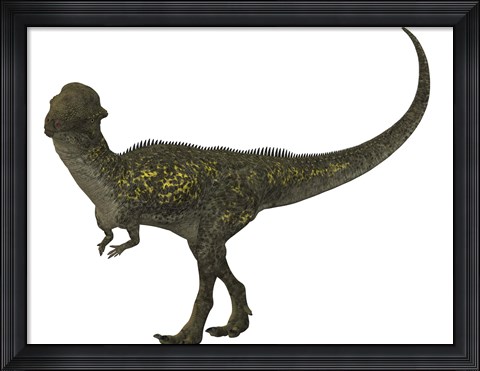 Framed Stegoceras was a herbivorous dinosaur that lived during the Cretaceous Period Print