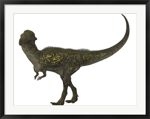 Framed Stegoceras was a herbivorous dinosaur that lived during the Cretaceous Period Print