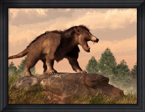 Framed Arctocyon on a rock Print
