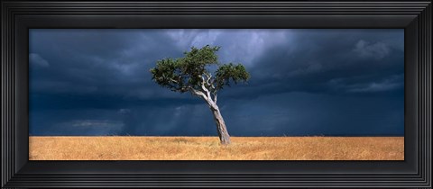 Framed Lone Acacia on Savanna, Masai Mara Game Reserve, Kenya Print