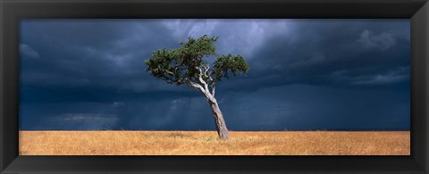 Framed Lone Acacia on Savanna, Masai Mara Game Reserve, Kenya Print